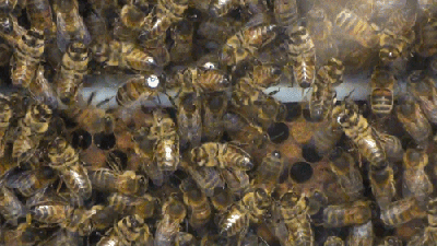 science-take-bees-videoSmall-v2